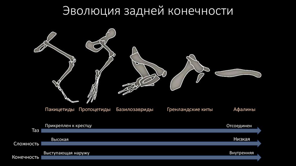 Эволюция кита презентация