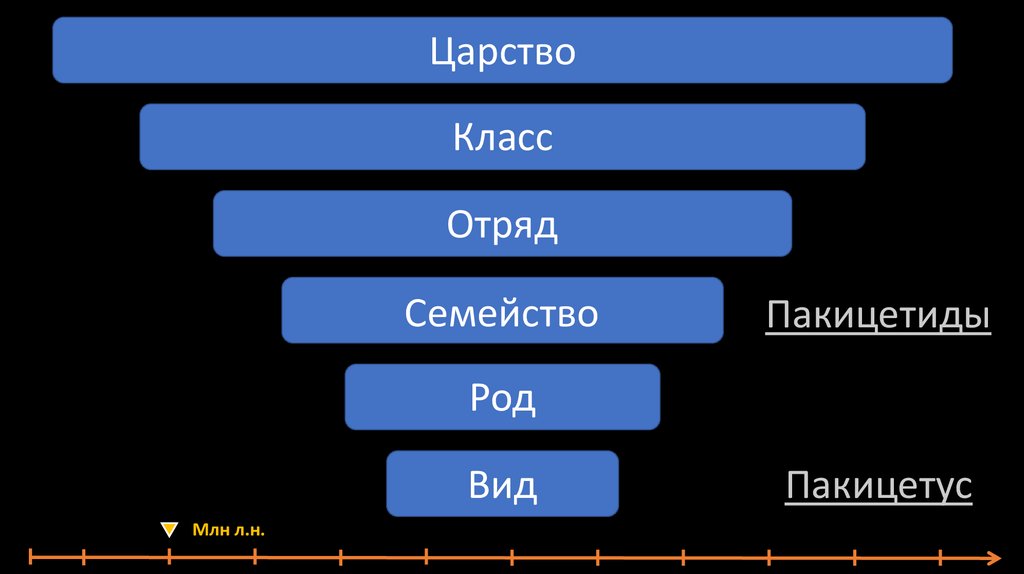 Эволюция кита презентация