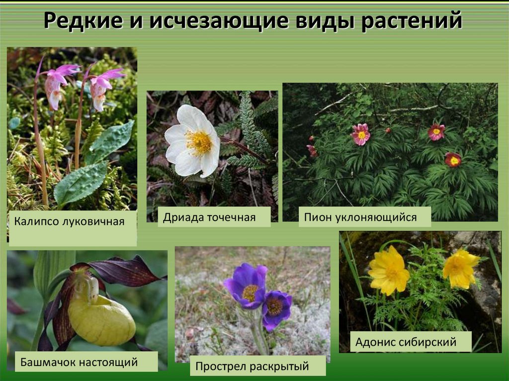 Примеры исчезнувших растений