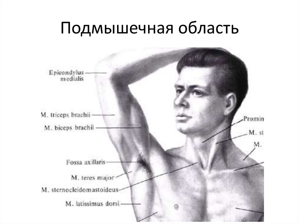 Топография подмышечной области схема