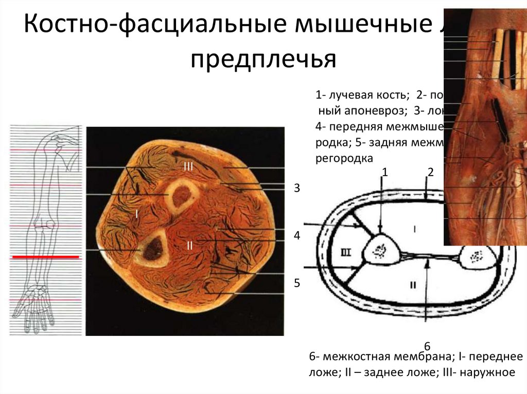 Мышечно фасциальные ложа предплечья