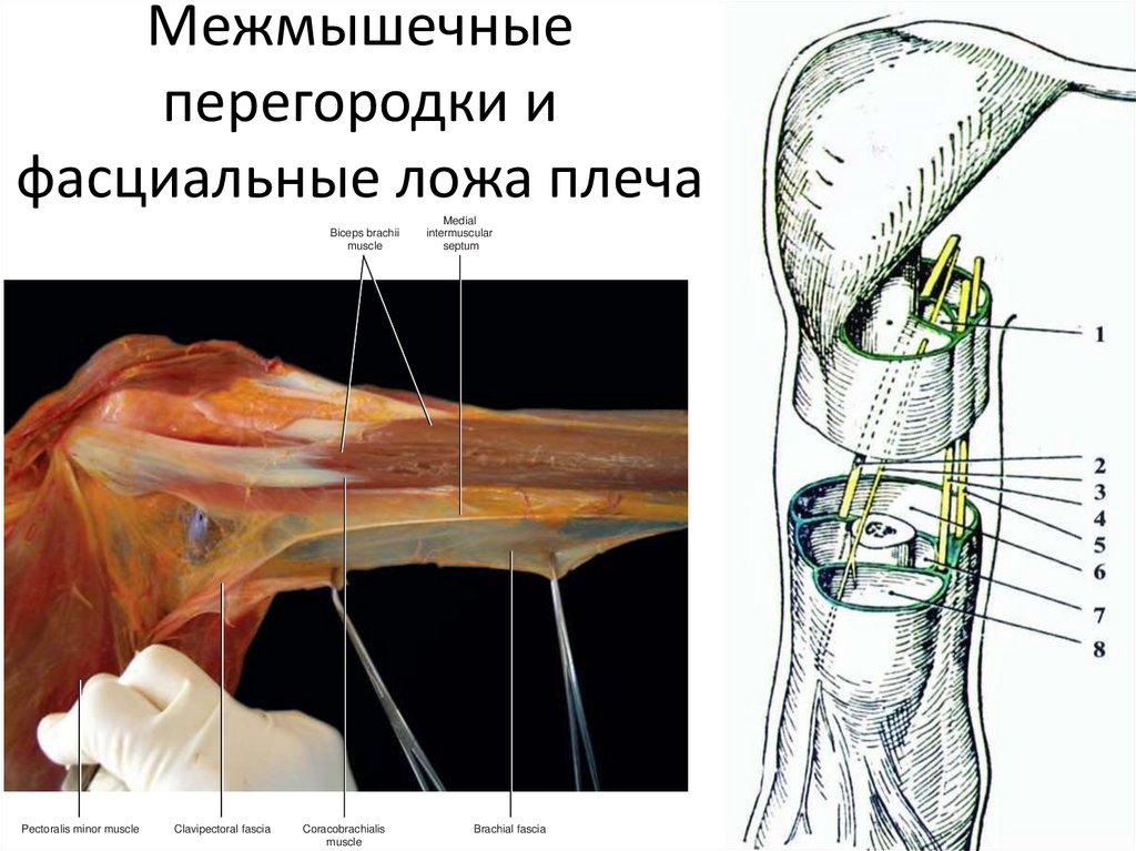 На ладони выделяют фасциальные ложа