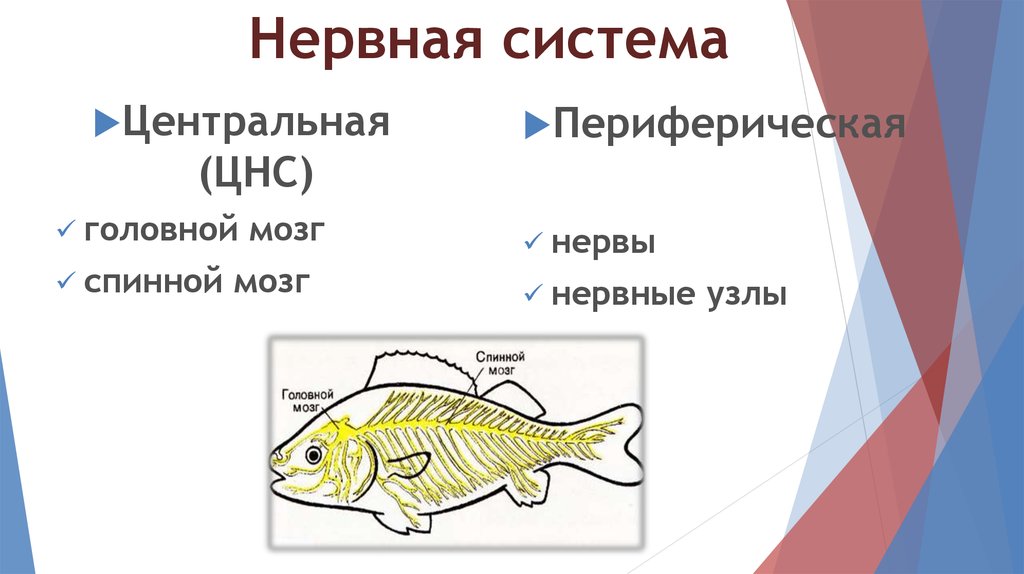 Функции отделов рыб. Нервная система рыб схема. Нервная система рыб 7 класс биология. Схема строения нервной системы рыб. Функции нервной системы у рыб.