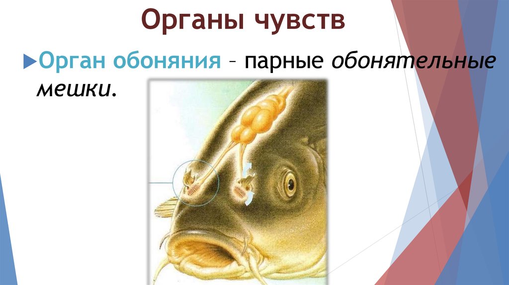 Орган слуха рыб внутреннее ухо. Органы обоняния у хрящевых рыб. Обонятельные мешки у рыб. Строение органа обоняния рыбы. Обонятельные ямки у рыб.