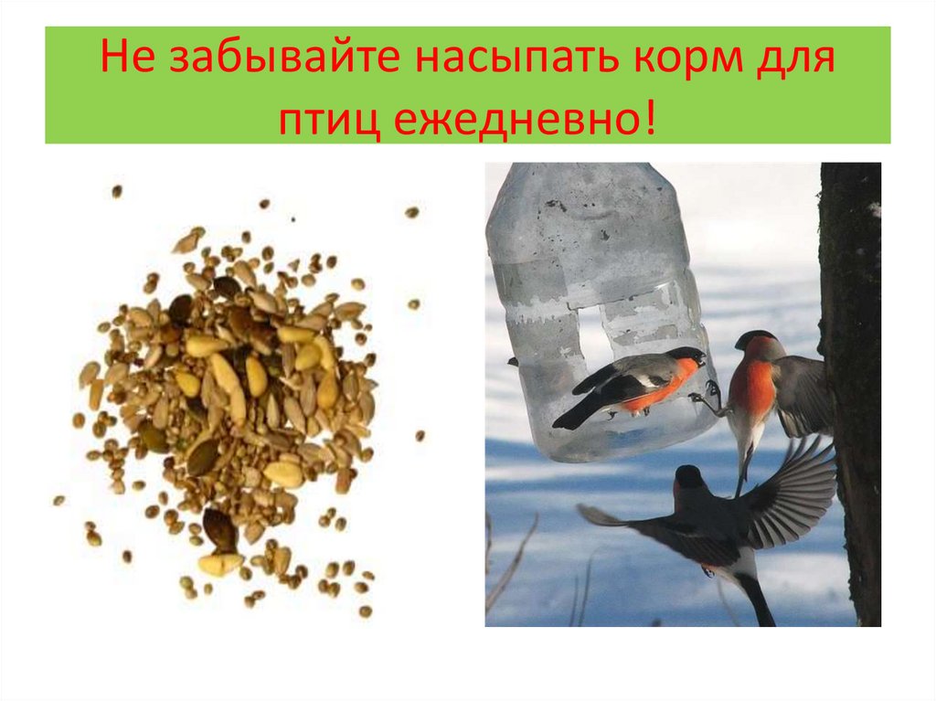 Животные корма для птиц