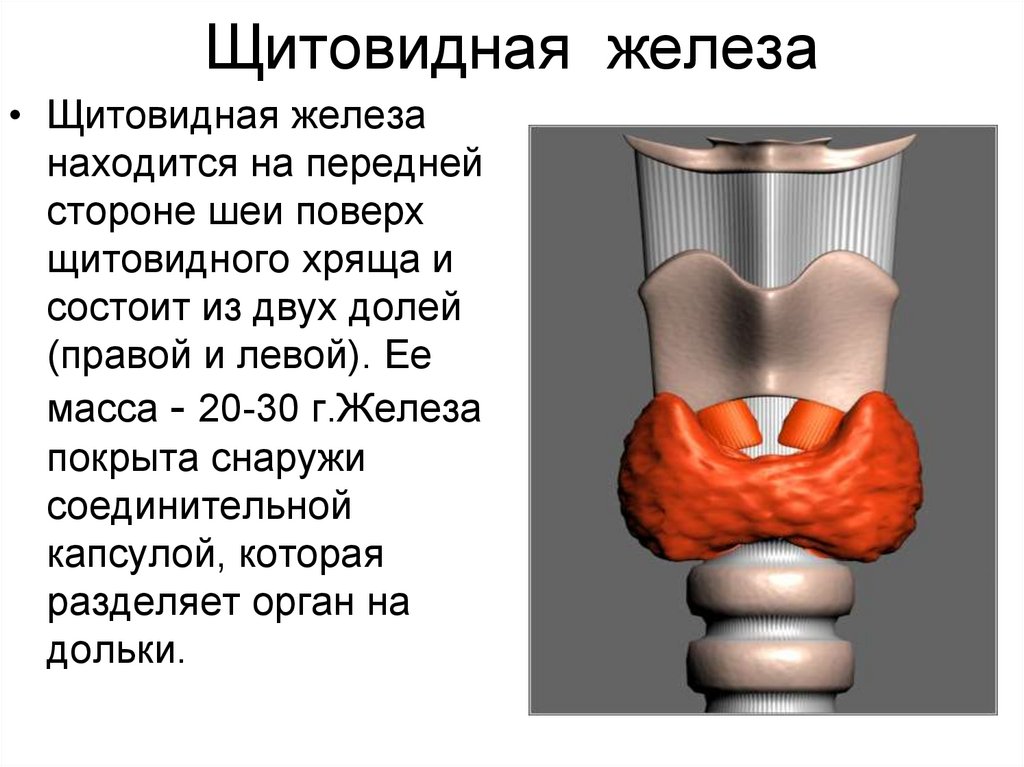 Физиология щитовидной железы презентация