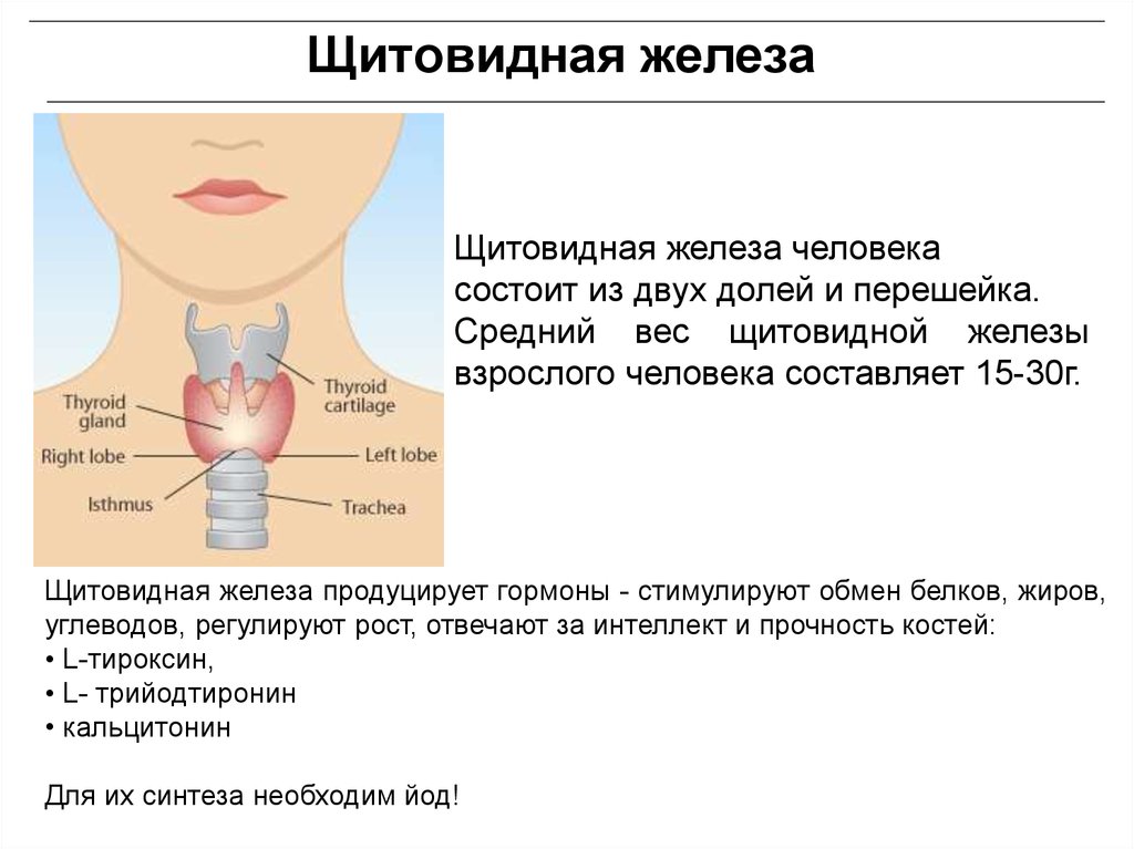 Проблемы с щитовидной симптомы у мужчин