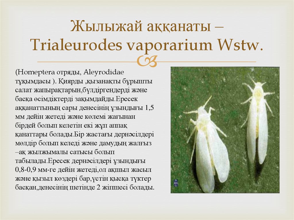Жылыжай аққанаты –Trialeurodes vaporarium Wstw.