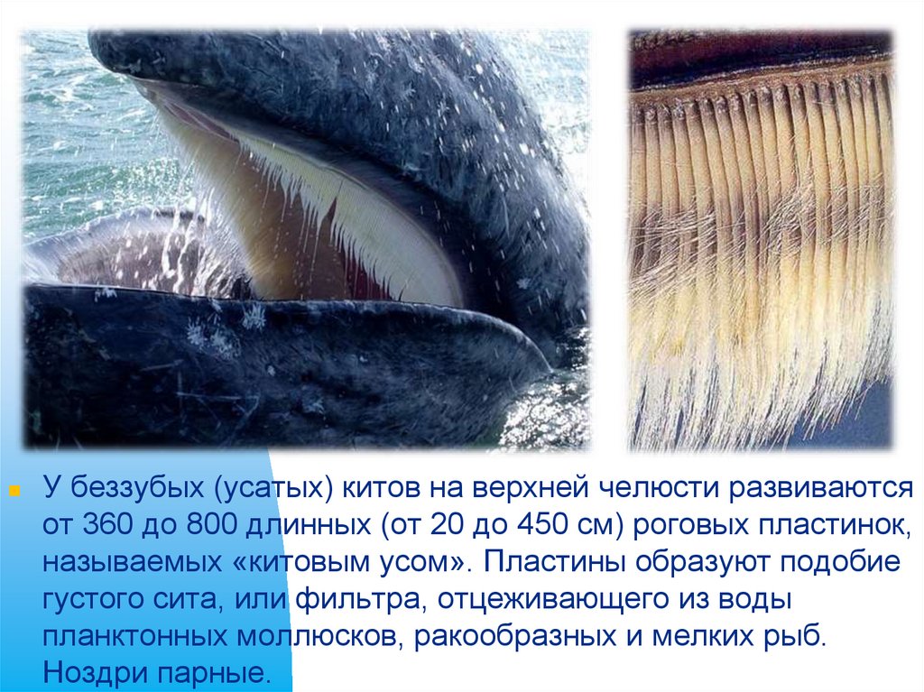 Шерсть у китообразных. Синий кит цедильный аппарат. Зубы китов. Китовый ус. Зубы синего кита.