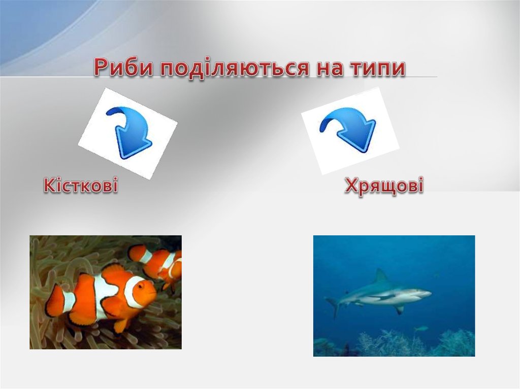 Риби поділяються на типи