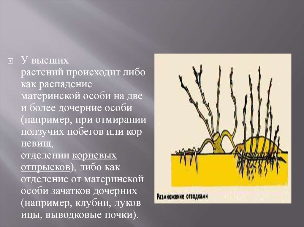 Корневые отпрыски. Корневые отпрыски луковицы. Вегетативное размножение березы. Клубни корневого происхождения корневые отпрыски. Акация корневые отпрыски.