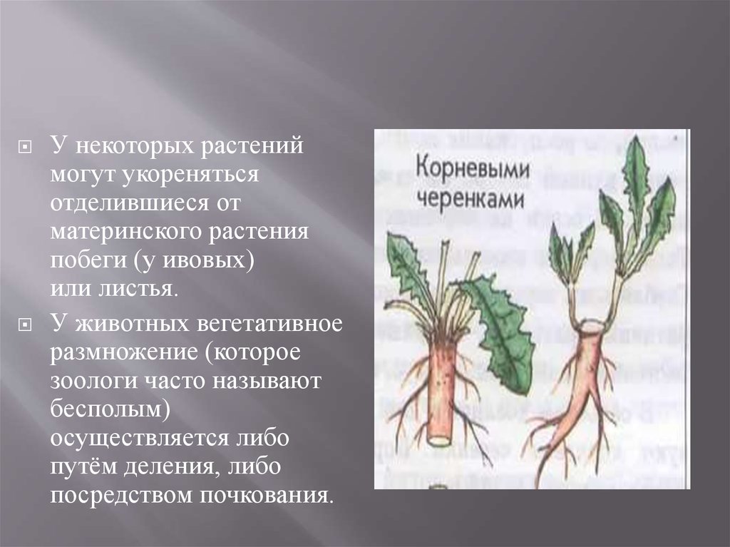 Корневая система щавеля рисунок