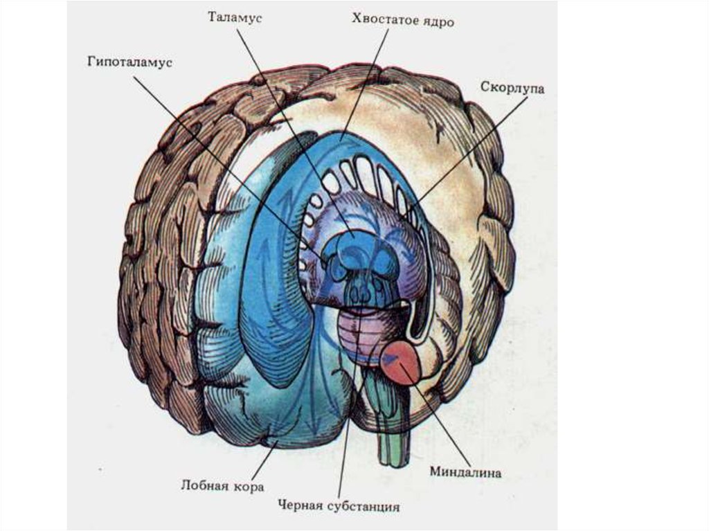 Подкорка головного мозга. Строение подкорковых структур головного мозга. Хвостатое ядро головного мозга анатомия. Корковые и подкорковые структуры мозга. Базальные ядра мозга строение.