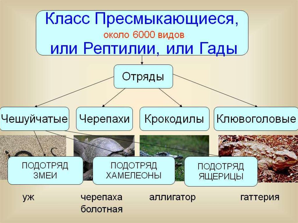 Презентация класс пресмыкающиеся 7 класс пасечник