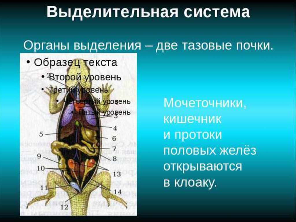 Выделительная система ящерицы рисунок