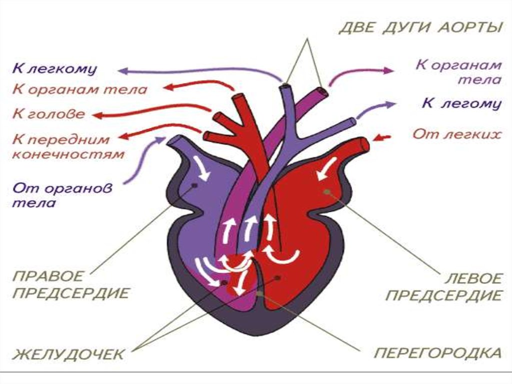 Перегородка в желудочке сердца