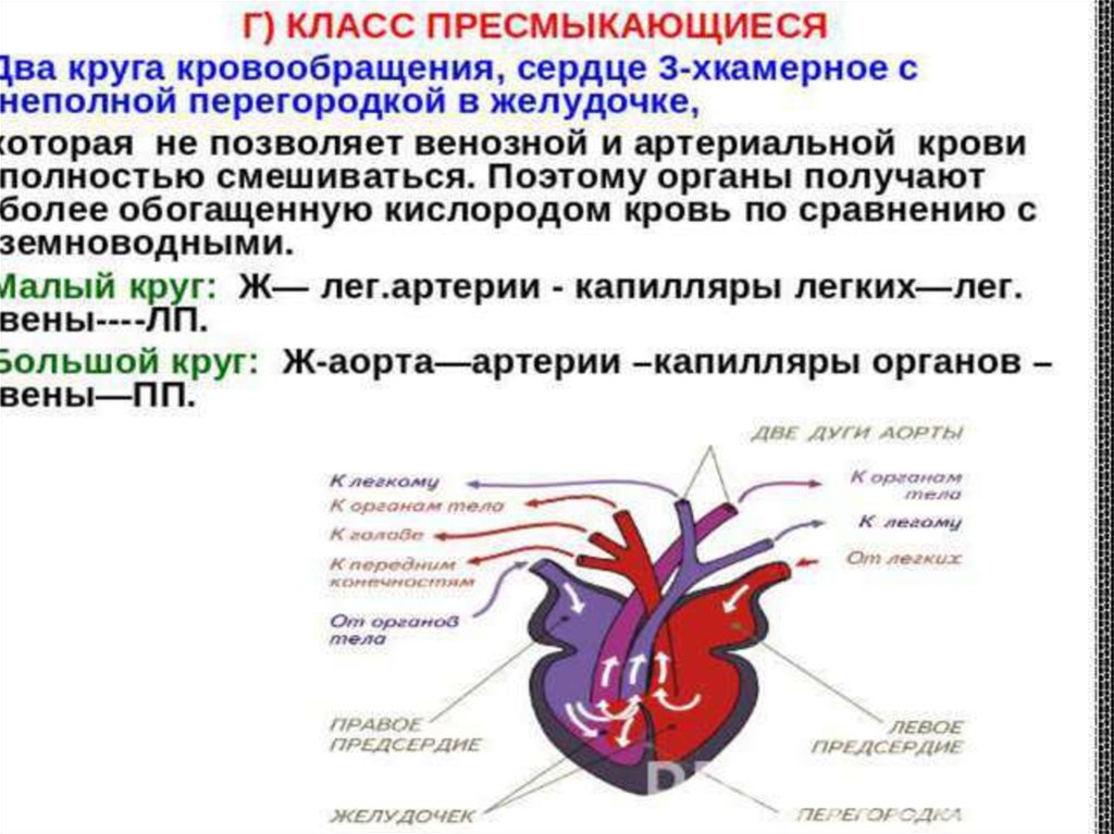 Схема сердца пресмыкающихся