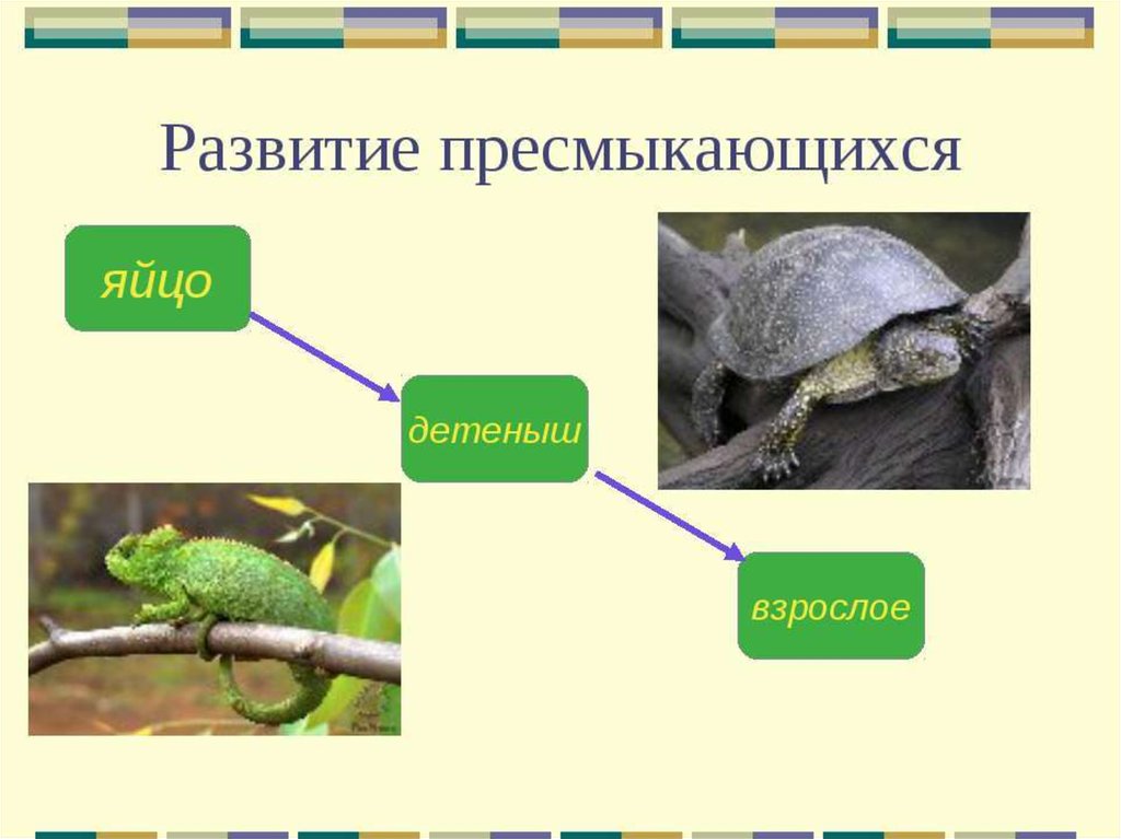 Развитие пресмыкающихся схема