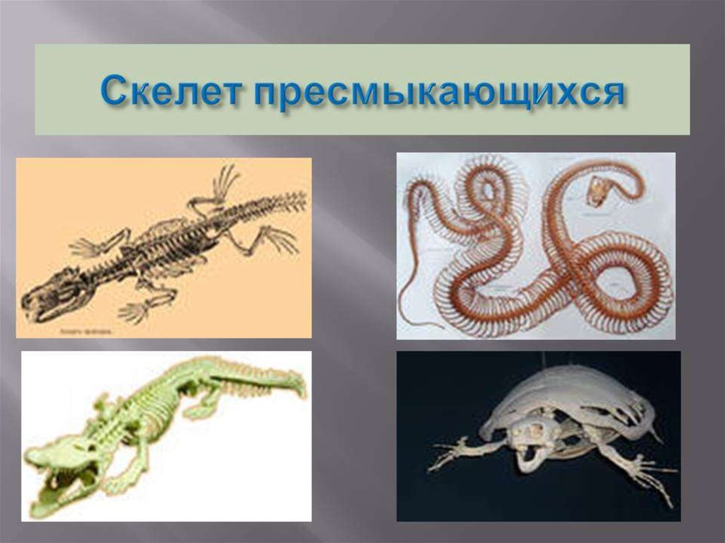 Костный скелет пресмыкающихся. Млекопитающие и пресмыкающиеся скелет. Скелет земноводных скелет рептилий и земноводных. Строение скелета крокодила схема. Млекопитающие и пресмыкающиеся скелет.