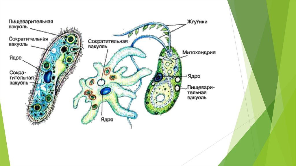 Пищеварительная вакуоль. Строение простейших сократительная вакуоль. Питание одноклеточных животных. Пищеварительная вакуоль у простейших. Пищеварительные вакуоли у простейших.