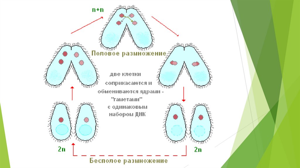 Размножение инфузории туфельки. Цикл развития инфузории туфельки схема. Инфузория туфелька половое размножение. Половое размножение инфузории туфельки. Конъюгация инфузорий.