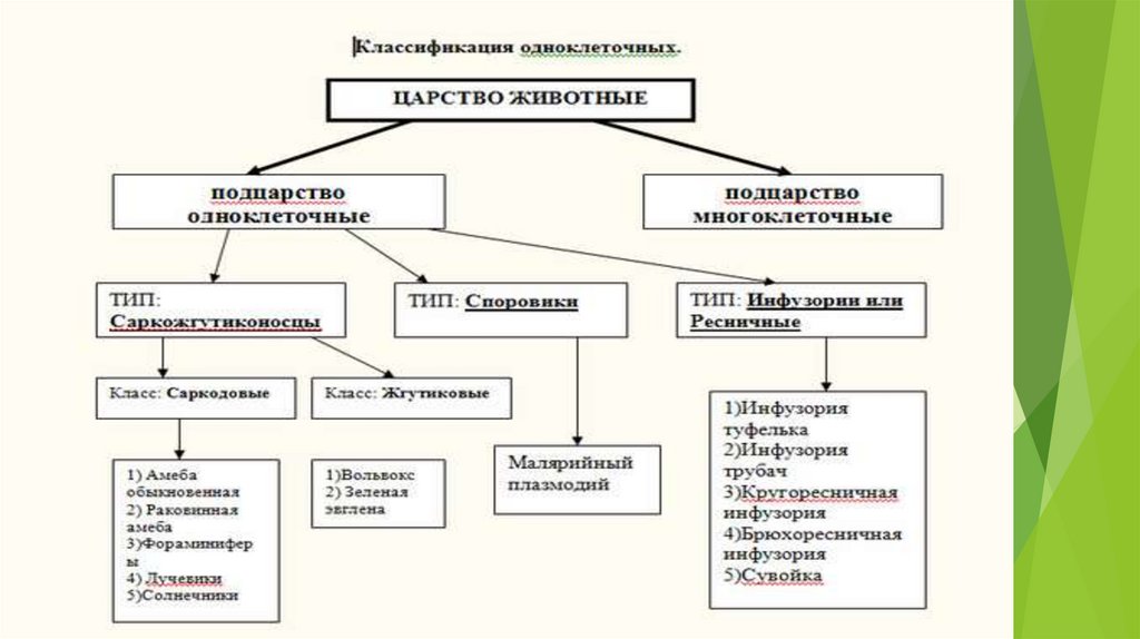 Как реагируют одноклеточные организмы на раздражители