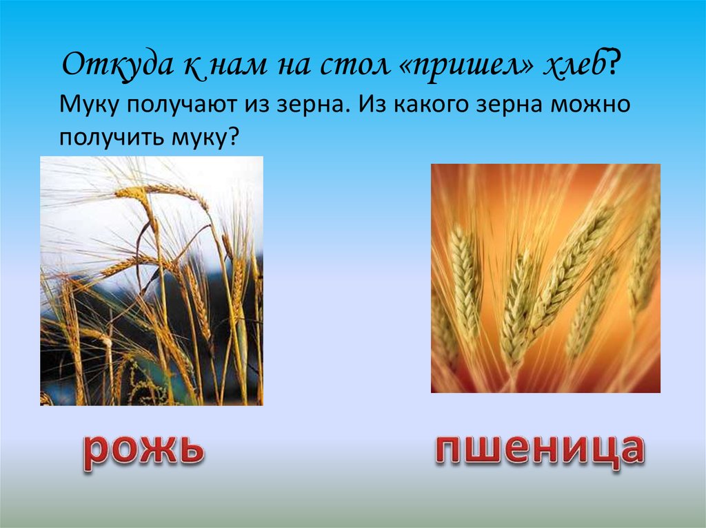 Рожь и пшеница в чем разница фото растения