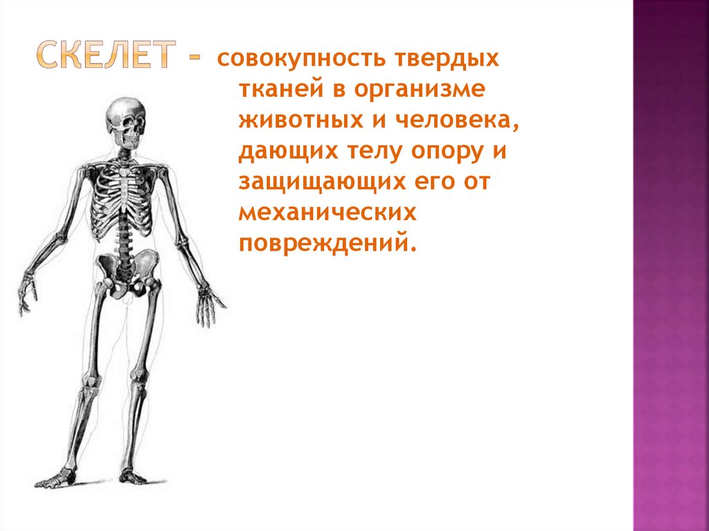 Ткань скелета человека. Скелет совокупность твердых тканей в организме. Скелет опора организма у животных. Скелет человека презентация. Механические ткани скелет опора организма.