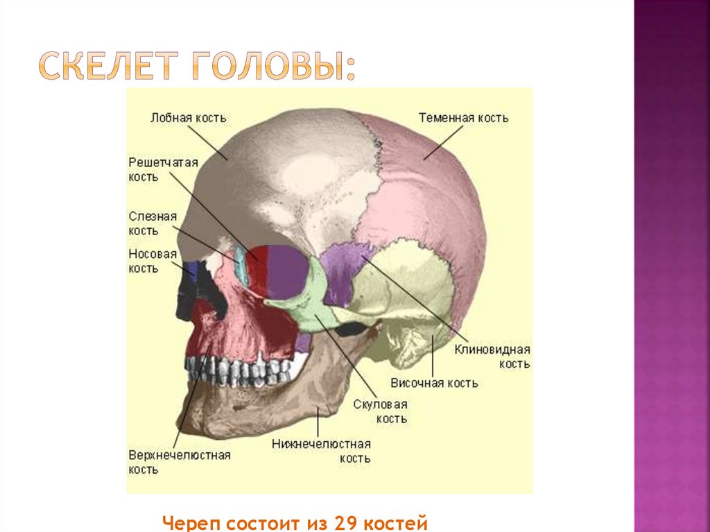 Лобная отдел скелета. Кости лицевого черепа парные и непарные. Парные и непарные кости черепа человека. Строение черепа мозговой и лицевой отделы. Кости мозгового черепа и кости лицевого черепа.