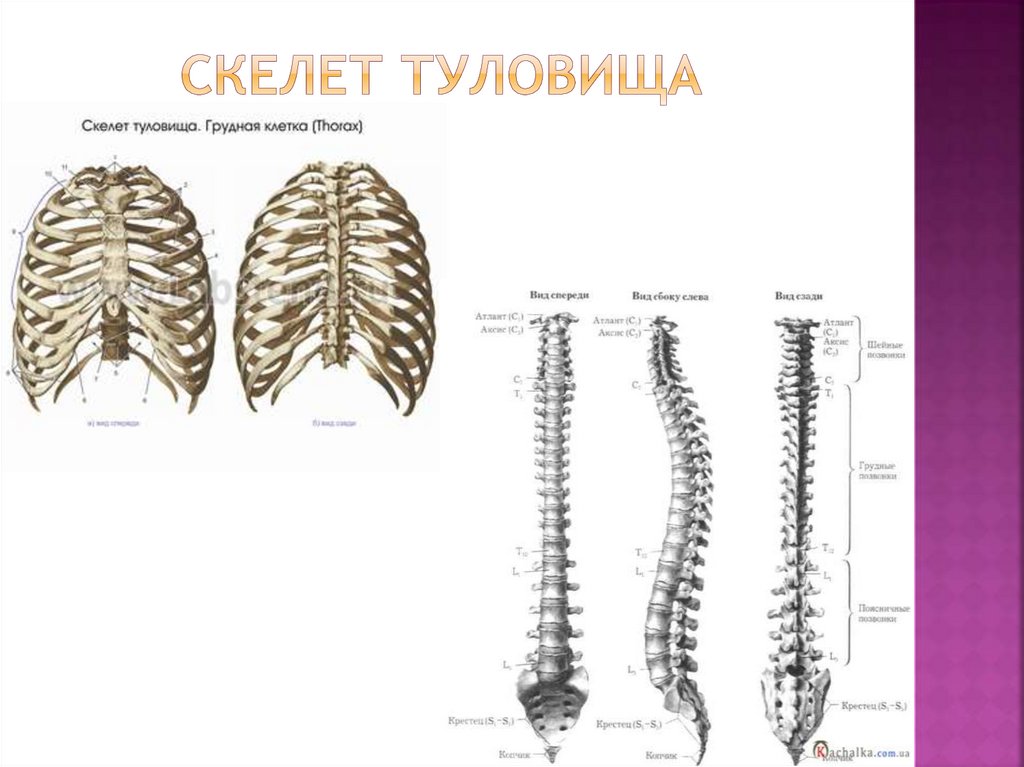 Скелет туловища рисунок