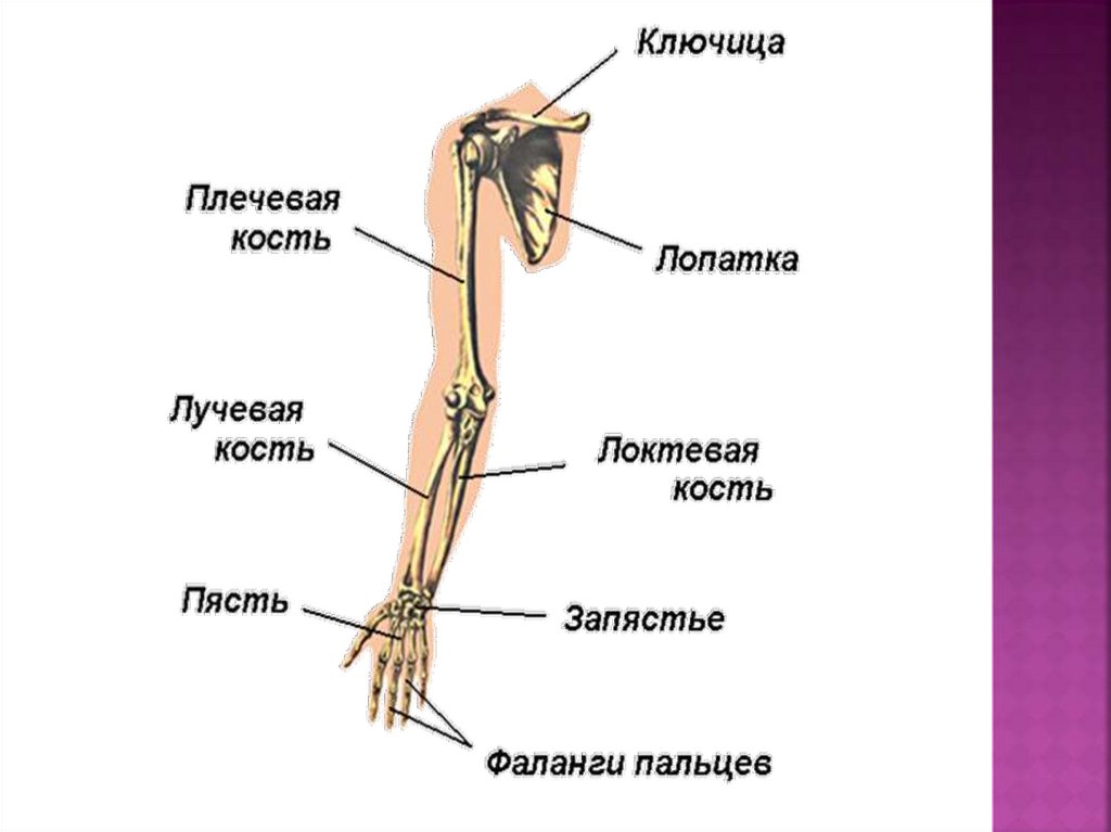 Плечевая и локтевая кость. Плечевая лучевая локтевая кость. Плечевая кость локтевая кость лучевая кость. Локтевая лучевая плечевая кости анатомия. Лучевая кость руки строение.