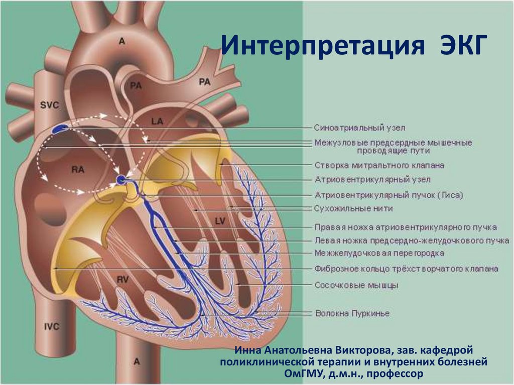 Синусно предсердный узел находится