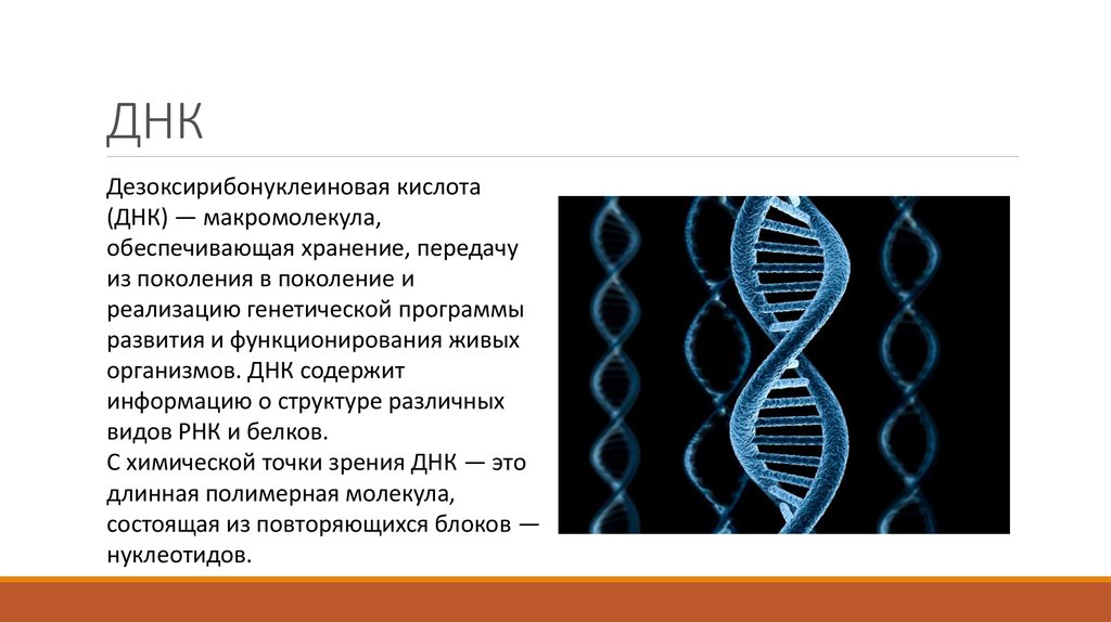 Открытие структуры днк презентация