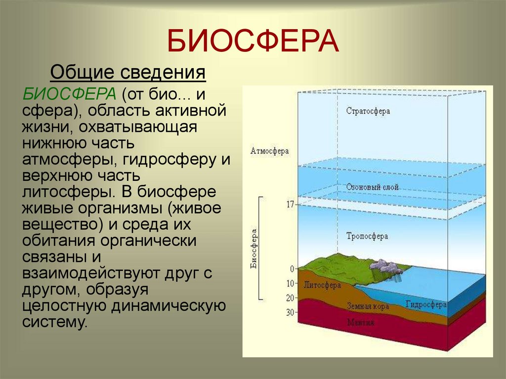 Биосфера производство. Биосфера оболочка земли. Биосфера это в экологии. Границы биосферы презентация. Биосфера картинки.