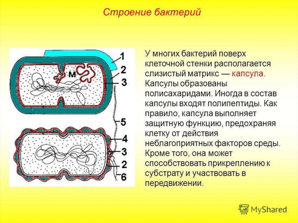Слизистый слой бактерий. Капсула бактериальной клетки строение и функции. Структура капсулы бактерий. Строение капсулы бактериальной клетки. Структура бактериальной клетки капсула.