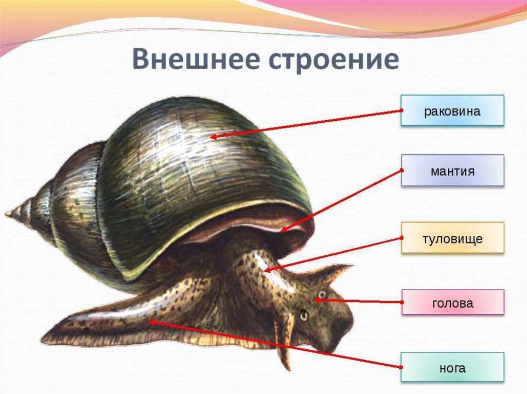 Какой тип питания характерен для прудовика обыкновенного изображенного на рисунке