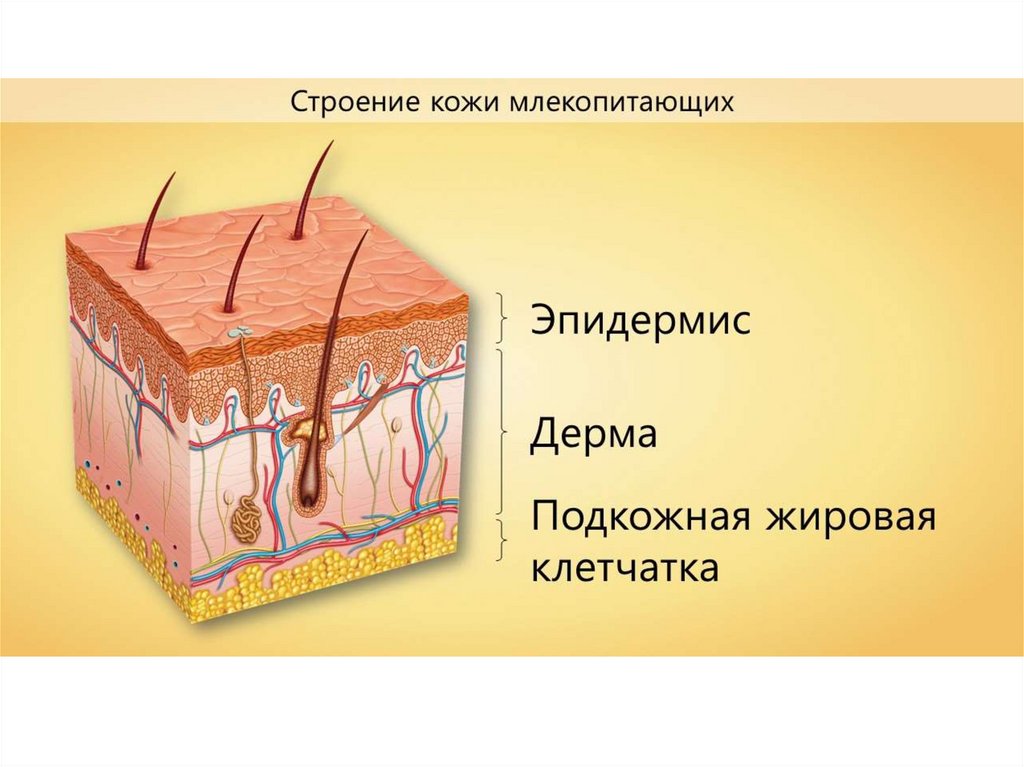 Презентация защита организма