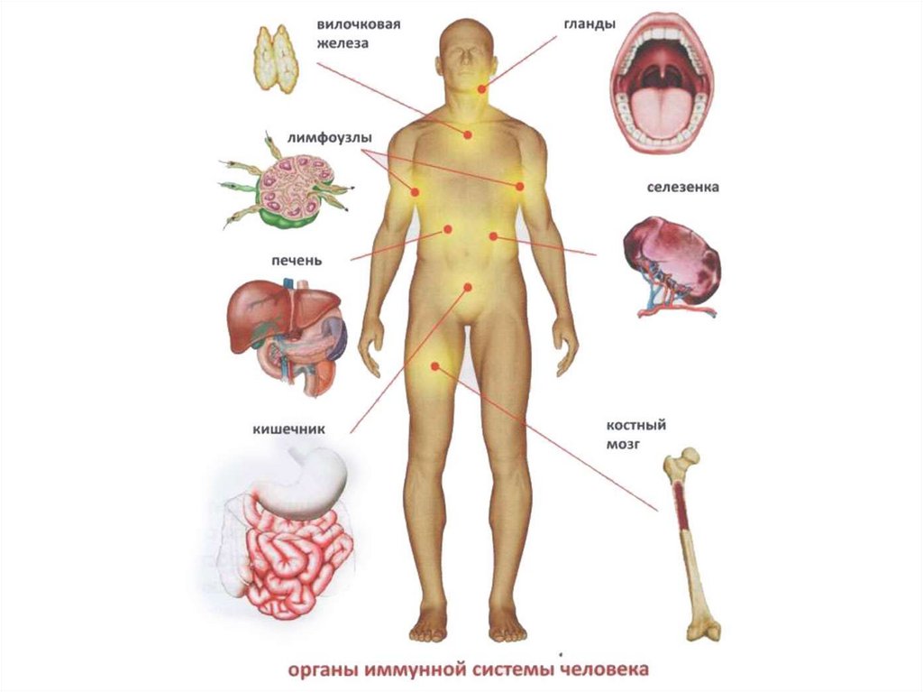 Картинка органов иммунной системы