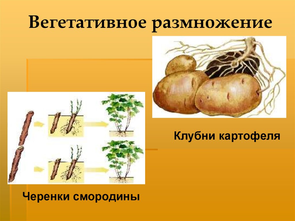 При вегетативном размножении используются. Вегетативное размножение. Вегетьативноеразмножение. Вегетативное размноден. Размножение картофеля клубнями.