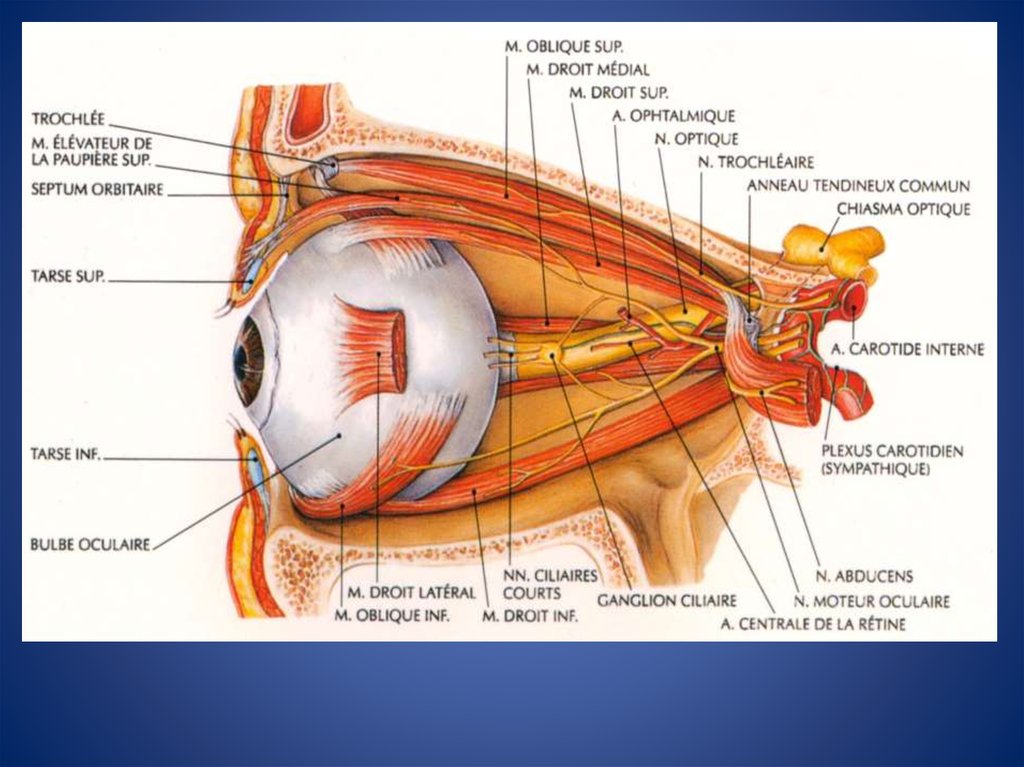 Глазодвигательный нерв мышцы. Анатомия зрительного нерва глазодвигательных нервов. Мышцы глаза анатомия иннервация. Топография зрительного нерва анатомия. Иннервация наружных мышц глаза.