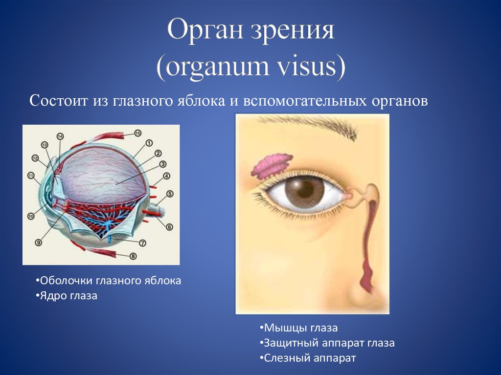 Орган зрения (organum visus)