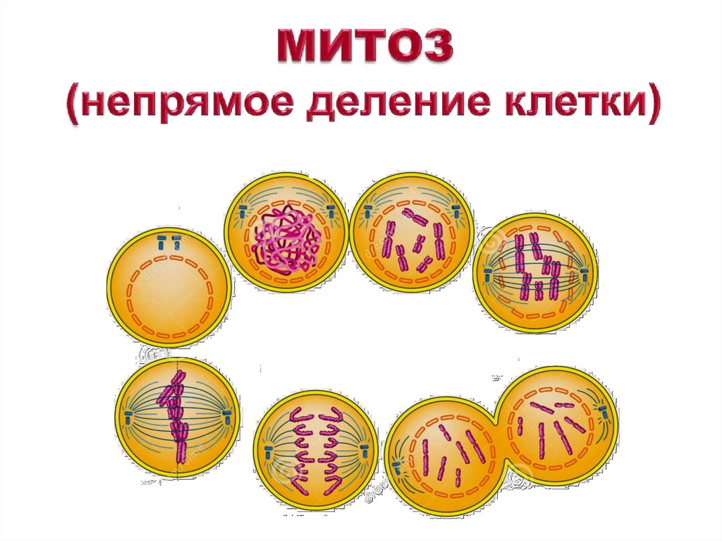 МИТОЗ (непрямое деление клетки)
