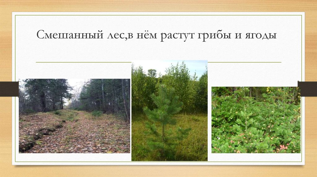 Смешанный лес,в нём растут грибы и ягоды