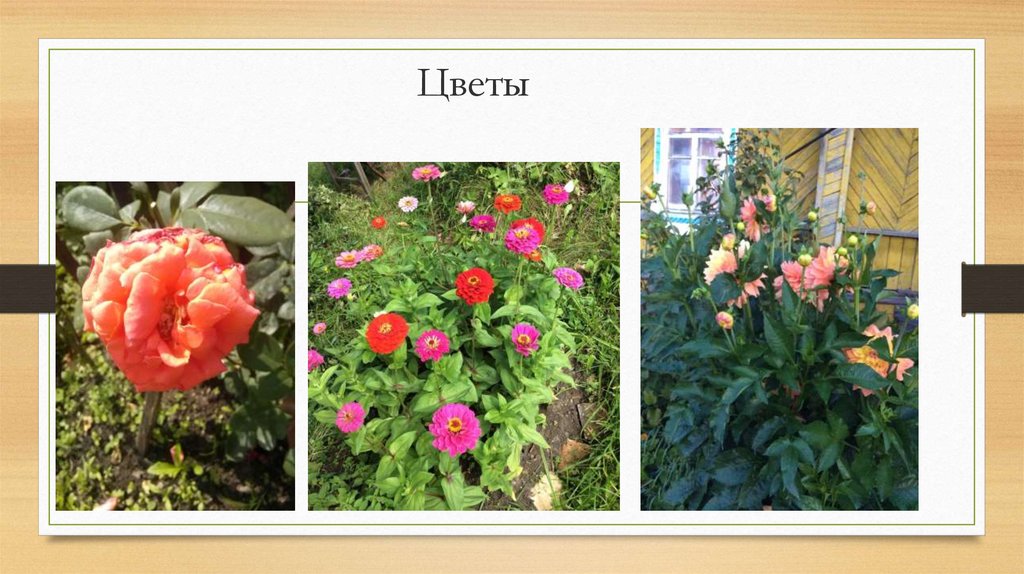 Цветы