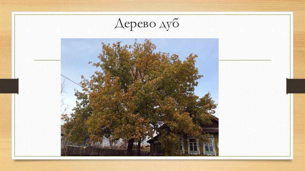 Дерево дуб