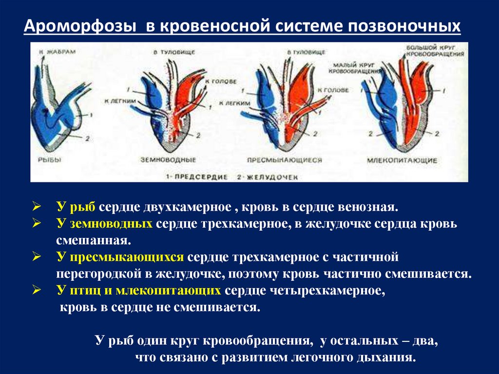 Презентация эволюция кровеносной системы позвоночных