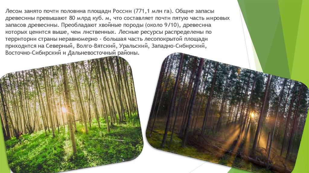 Леса занимают половину России. Леса занимают почти половину территории страны,. Большую часть территории России занимают леса.