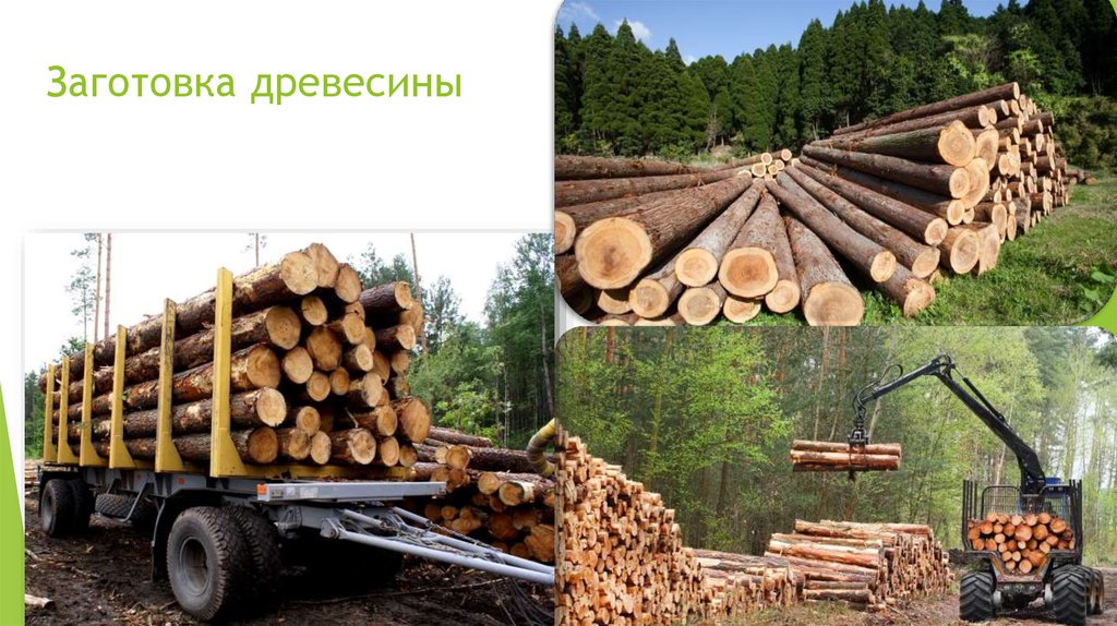 Экономика в лесной отрасли. Заготовка древесины. Лесная промышленность. Заготовка леса.