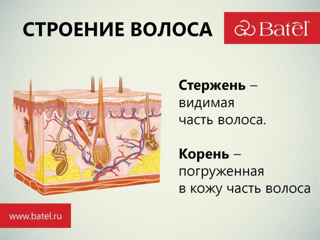 СТРОЕНИЕ ВОЛОСА