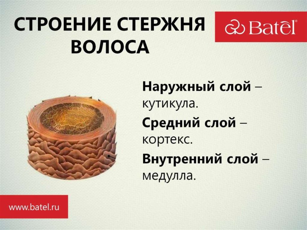 СТРОЕНИЕ СТЕРЖНЯ ВОЛОСА